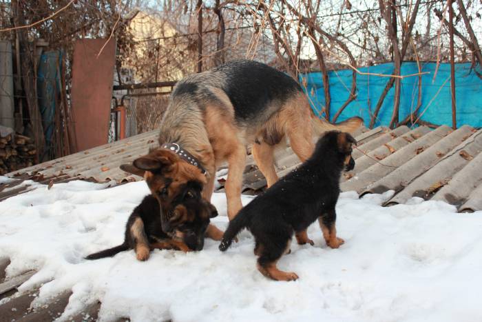 Продам щенков немецкой овчарки с отличной родословной , привитых., фотография 3