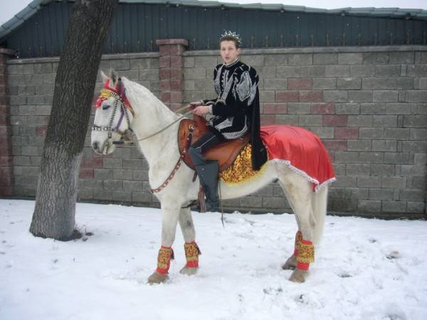 кони , фотография 4