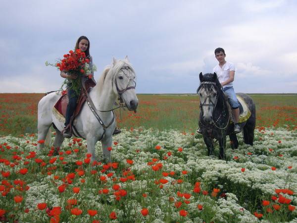 кони , фотография 10