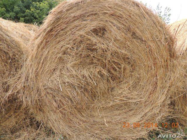 Сено в рулонах, фотография 1