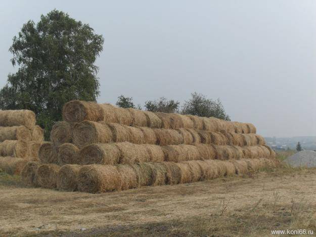 Сено в рулонах, фотография 2
