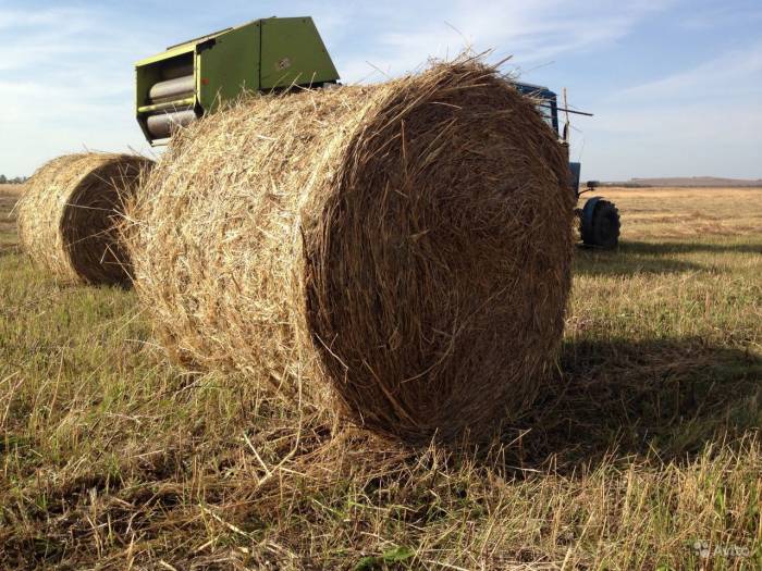 Сено в рулонах, фотография 3