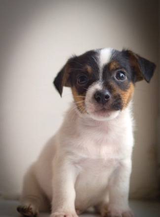 Джак Ръсел кученца на разположение, фотография 1