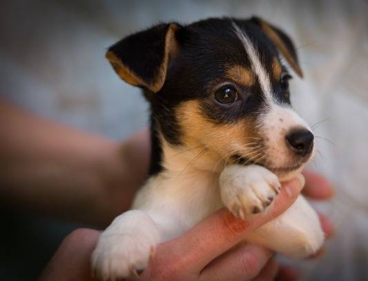 Джак Ръсел кученца на разположение, фотография 2
