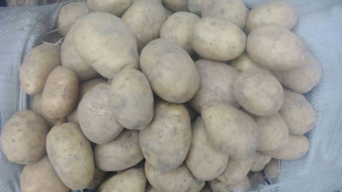 Картофель (оптом), фотография 2