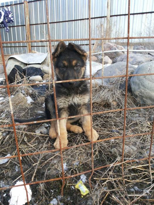 щенок немец , фотография 4