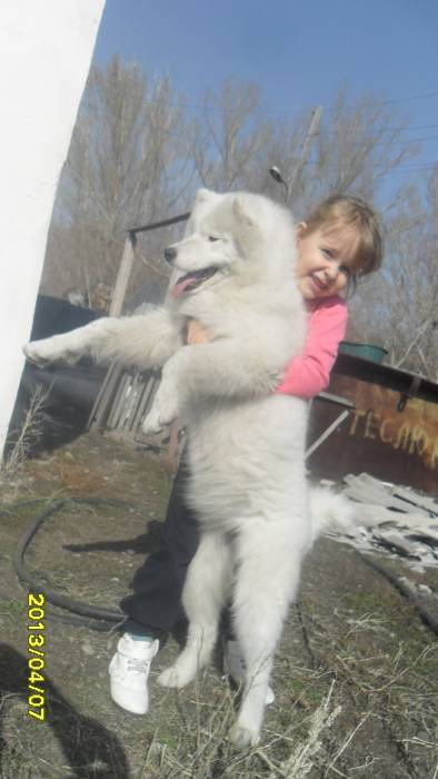 самоеды, фотография 2