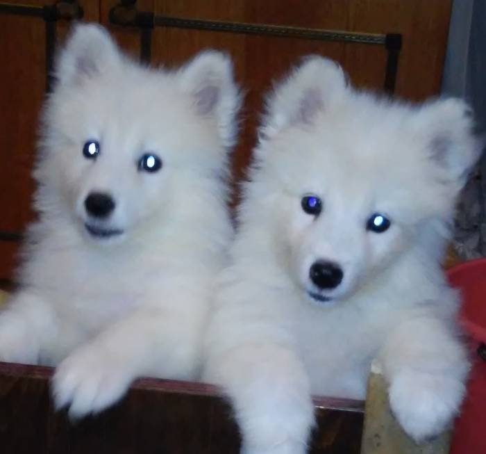 самоеды, фотография 3