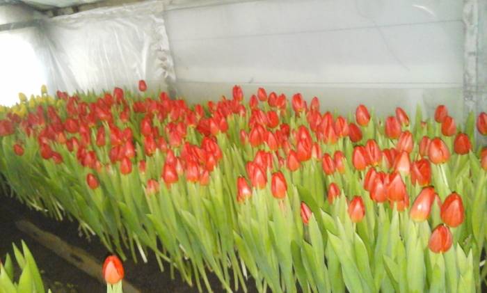 ТЮЛЬПАНЫ ГОЛЛАНДСКИЕ к 8-му марту, фотография 1