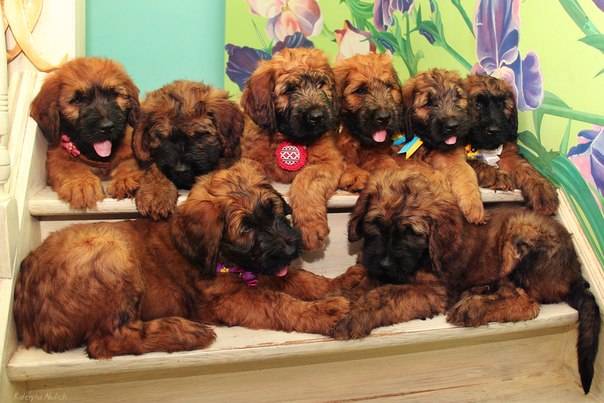 Плановые щенки Бриара (французская овчарка), фотография 1