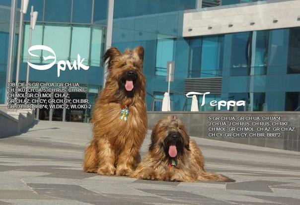 Плановые щенки Бриара (французская овчарка), фотография 2