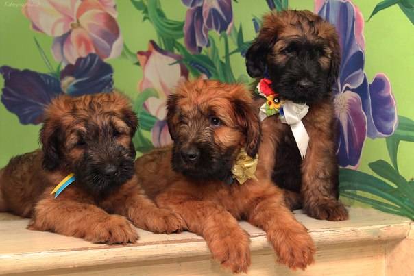 Плановые щенки Бриара (французская овчарка), фотография 3