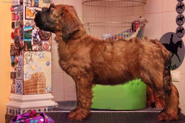 Плановые щенки Бриара (французская овчарка), фотография 5