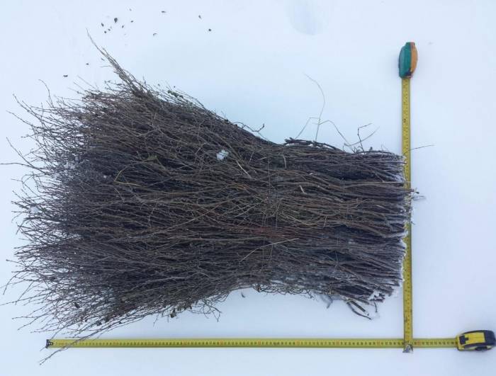 Продам веники чилижные (чилига) оптом., фотография 2