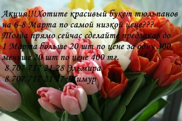 Тюльпаны, фотография 2