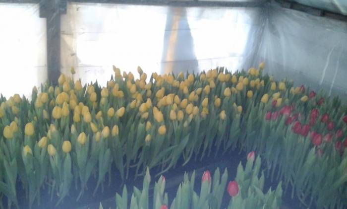 Тюльпаны Голландские к 8-му марту, фотография 2