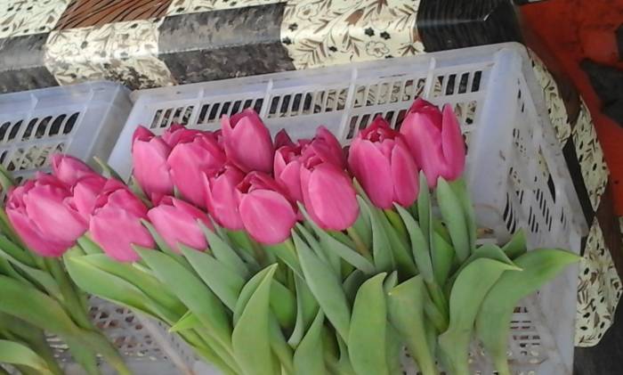 Тюльпаны Голландские к 8-му марту, фотография 4