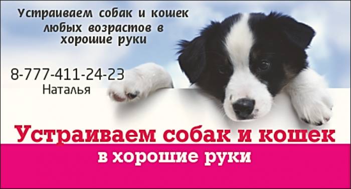 Устраиваем животных в хорошие руки, фотография 1