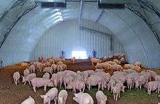 Свинарники, фотография 2