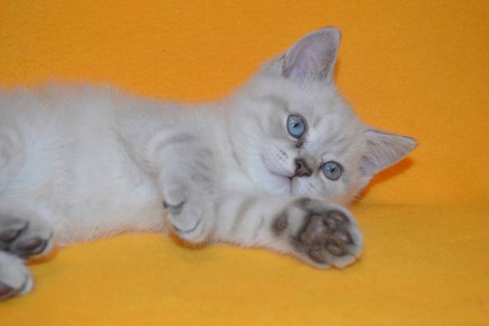 Продаются британцы редкого окраса, фотография 1