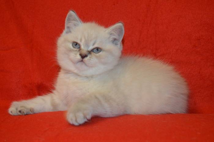 Продаются британцы редкого окраса, фотография 2