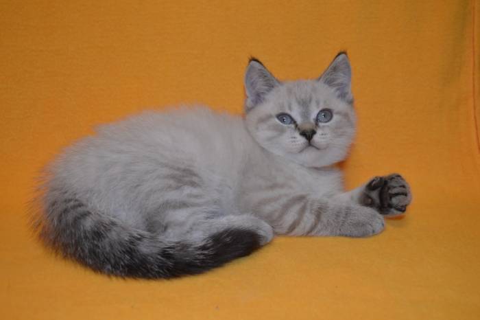 Продаются британцы редкого окраса, фотография 3