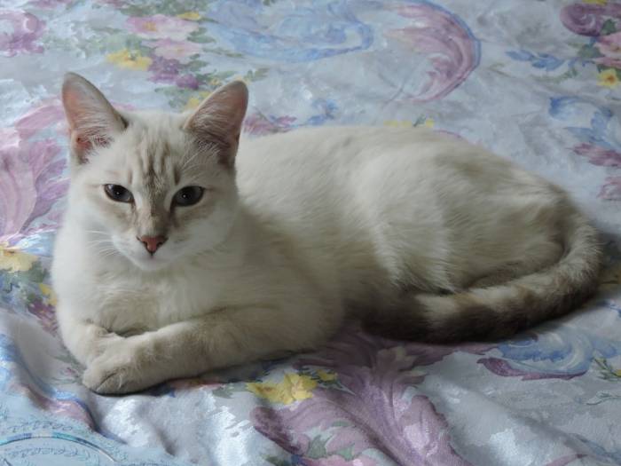 отдам кошечку, фотография 1