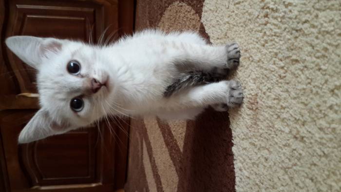 Отдам в заботливые руки, фотография 1