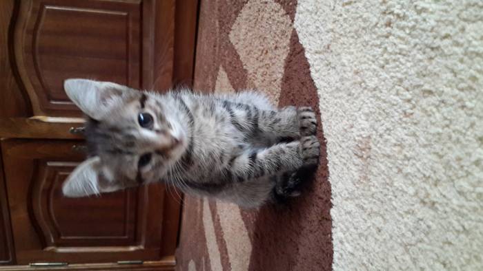 Отдам в заботливые руки, фотография 2