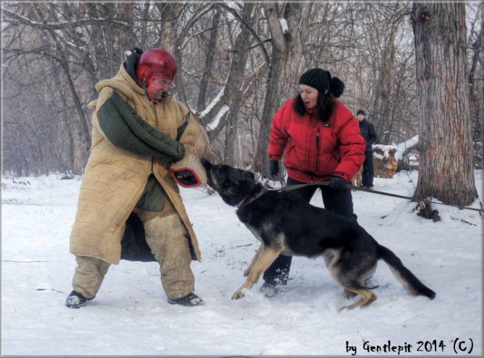 Профессиональная Дрессировка собак в Алматы!, фотография 1
