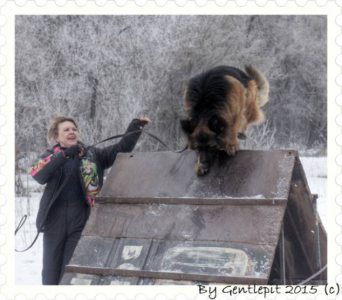 Профессиональная Дрессировка собак в Алматы!, фотография 2