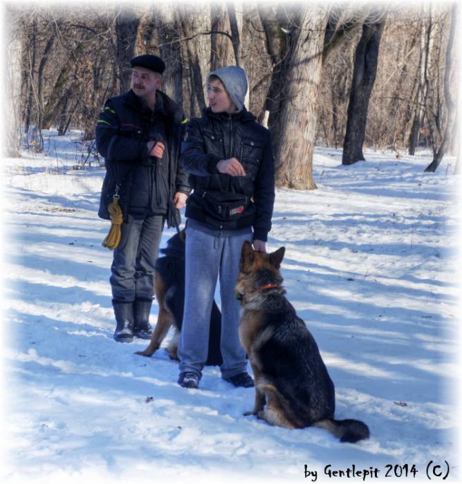 Профессиональная Дрессировка собак в Алматы!, фотография 3