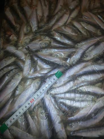 Рыба мороженая., фотография 2