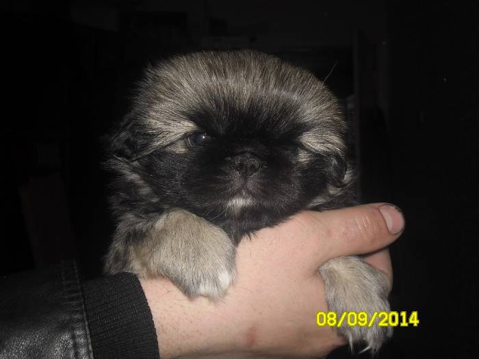 продам щенка пекинеса, фотография 1