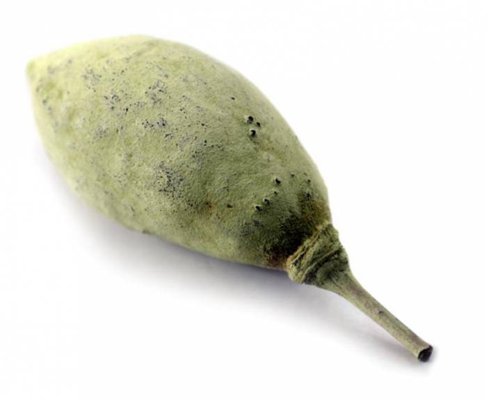 Баобаблайф, фотография 1