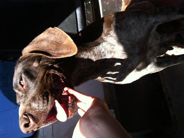 продам щенков Курцхаара, фотография 1