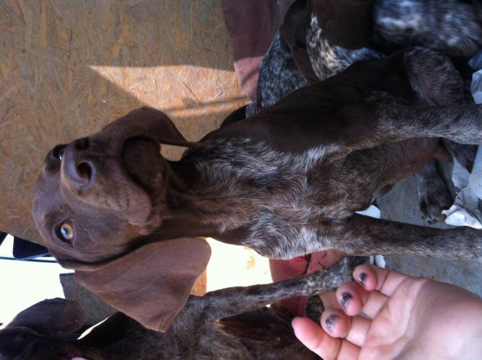 продам щенков Курцхаара, фотография 2