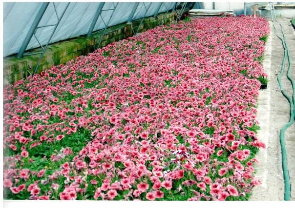 Услуги по Озеленению, фотография 1