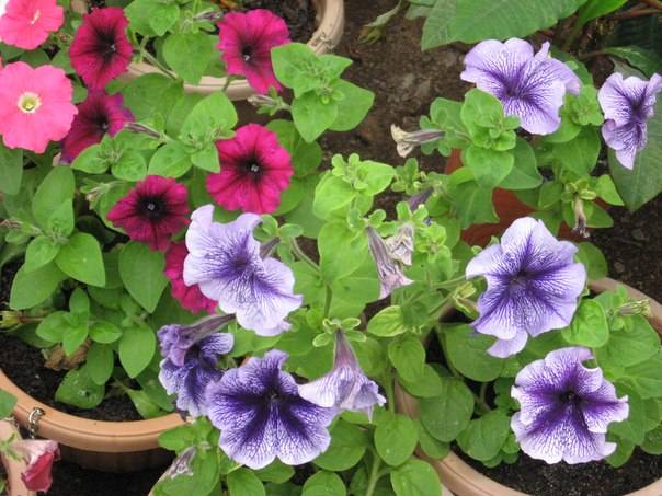 Услуги по Озеленению, фотография 3