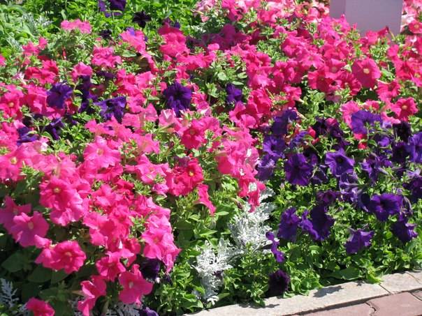 Услуги по Озеленению, фотография 4