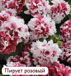 Петуния, выращенная в Астане по 50 тг!, фотография 1