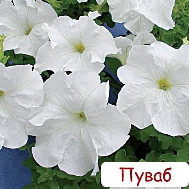 Петуния, выращенная в Астане по 50 тг!, фотография 3