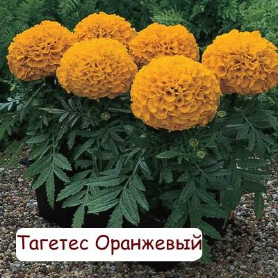 Петуния, выращенная в Астане по 50 тг!, фотография 6