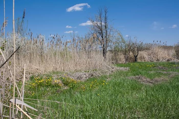 Продам два дачных участка по 6 соток, фотография 6