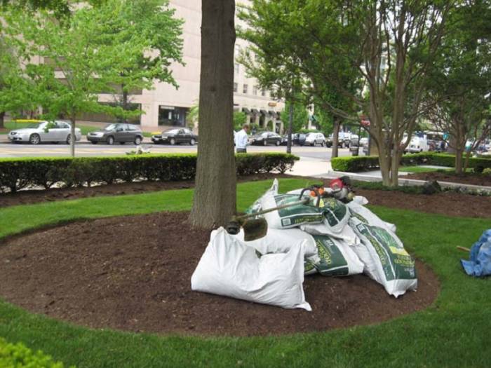 Спасение погибающих растений (реанимация), садоводство, земледелие, услуги агронома, посадка растений, , фотография 1