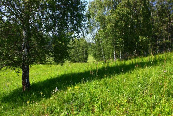 Продам участок в Горном Алтае, фотография 3