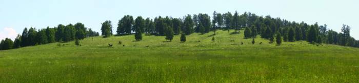 Продам участок в Горном Алтае, фотография 4