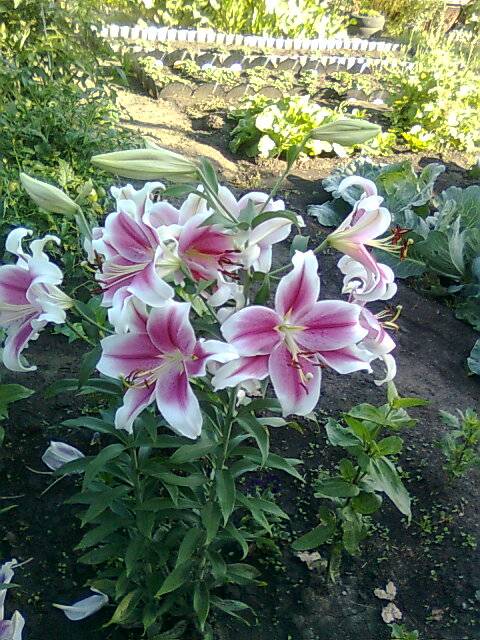 продам дачу, Усть-каменогорск, фотография 1