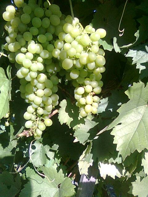 продам дачу, Усть-каменогорск, фотография 3