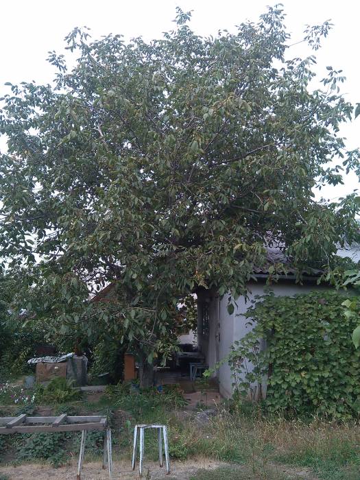 Продам дачу, фотография 2